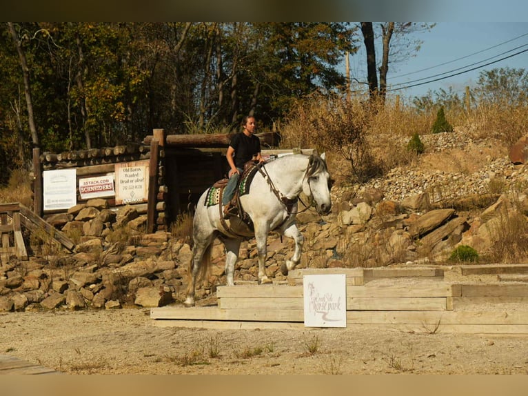 caballo de tiro Mestizo Caballo castrado 11 años 163 cm Tordo in Fresno