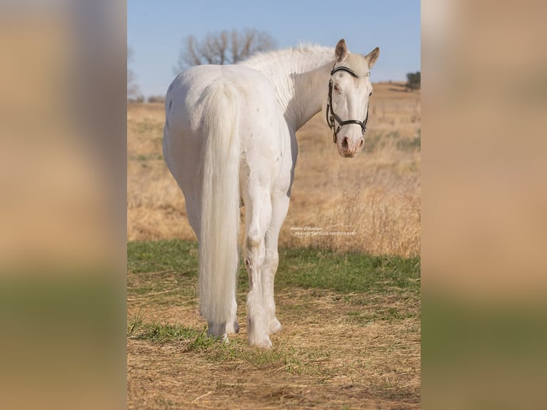 caballo de tiro Mestizo Caballo castrado 11 años 173 cm Tordo rodado in Belle Fourche