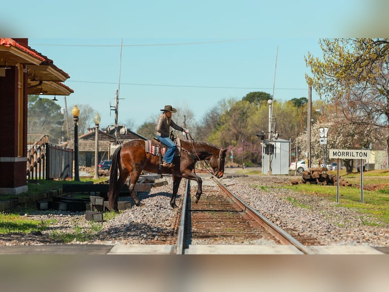 caballo de tiro Mestizo Caballo castrado 11 años 178 cm Castaño-ruano in Quitman