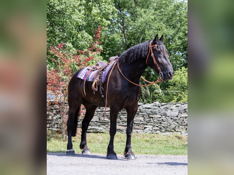 caballo de tiro Caballo castrado 11 años 183 cm Negro in Everett PA