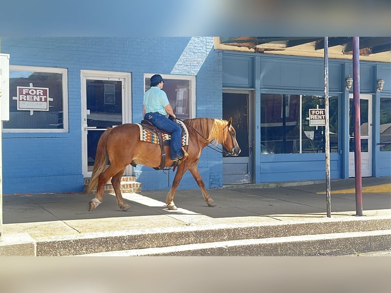 caballo de tiro Mestizo Caballo castrado 11 años Alazán rojizo in Henderson
