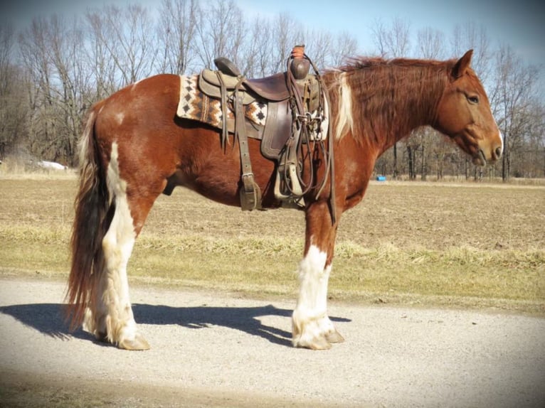 caballo de tiro Caballo castrado 11 años Alazán-tostado in Effingham IL