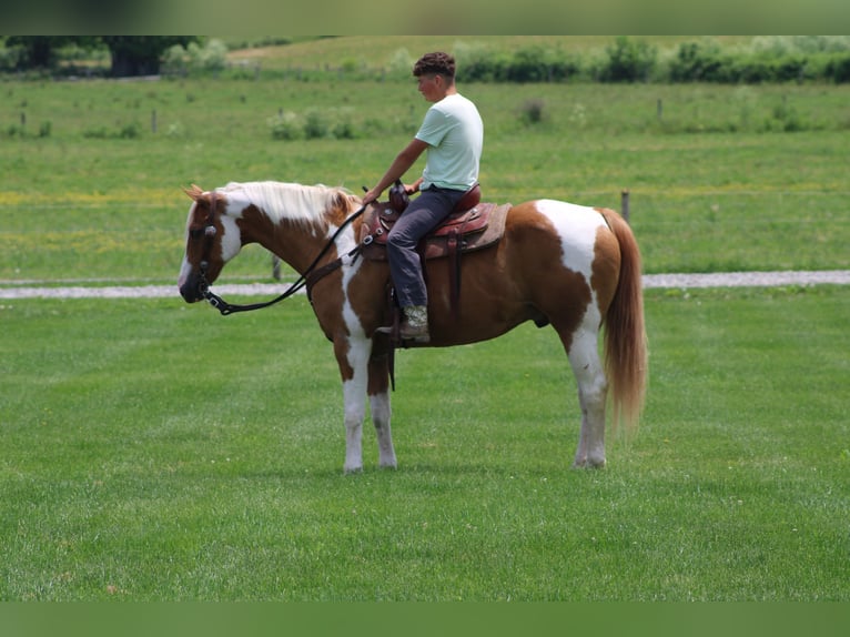 caballo de tiro Caballo castrado 11 años Pío in Millersburg
