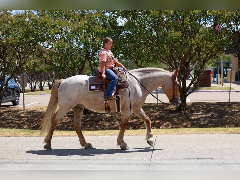 caballo de tiro Mestizo Caballo castrado 11 años Ruano alazán in Terrell