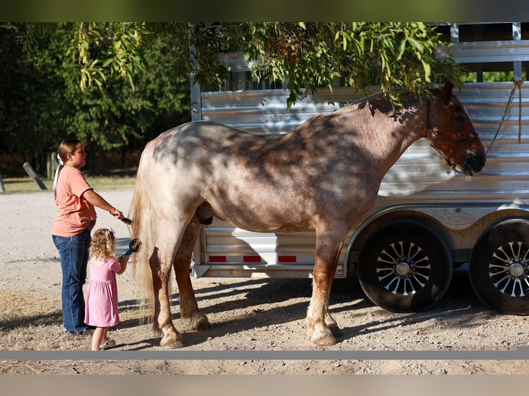 caballo de tiro Mestizo Caballo castrado 11 años Ruano alazán in Terrell