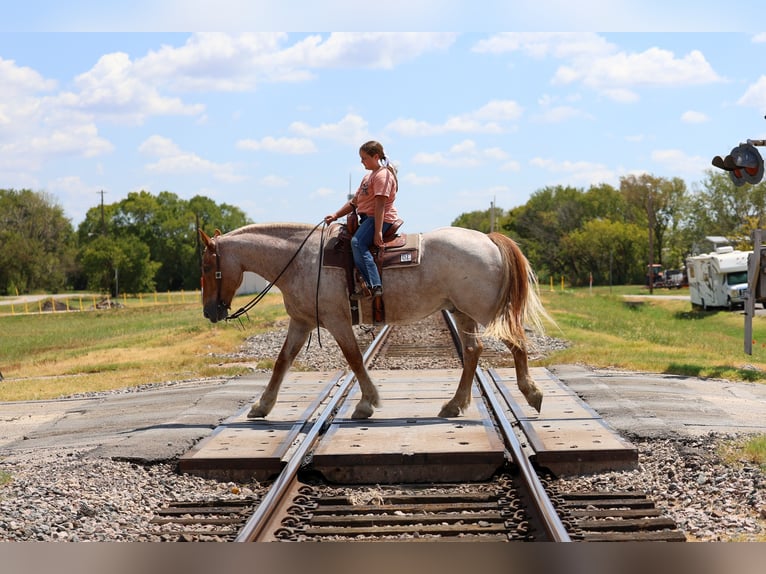 caballo de tiro Mestizo Caballo castrado 11 años Ruano alazán in Terrell