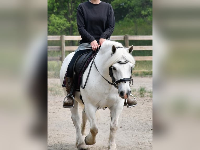 caballo de tiro Caballo castrado 11 años White/Blanco in Strasburg, OH