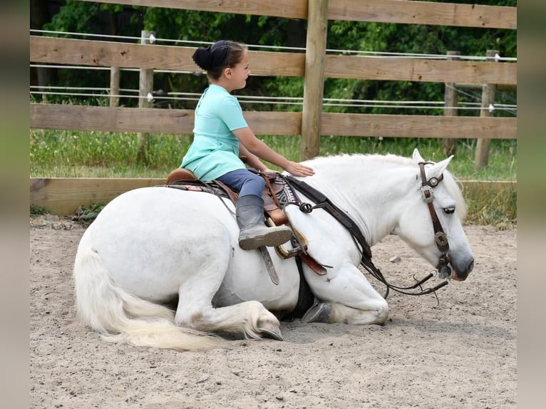 caballo de tiro Caballo castrado 11 años White/Blanco in Strasburg, OH