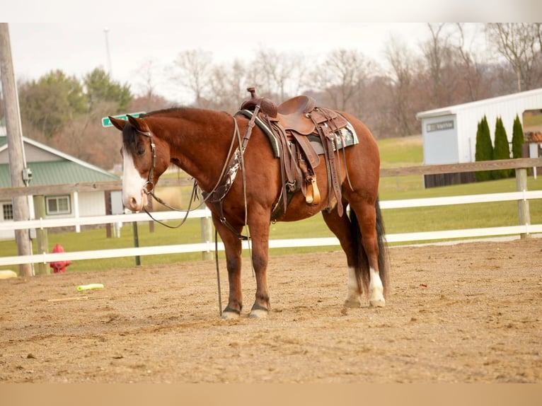 caballo de tiro Mestizo Caballo castrado 12 años 147 cm Castaño rojizo in Fresno, OH