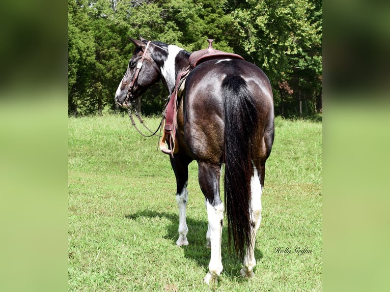 caballo de tiro Caballo castrado 12 años 157 cm Negro in Greenville KY