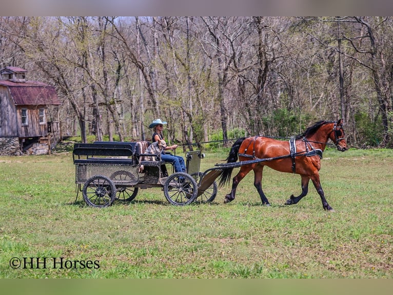 caballo de tiro Caballo castrado 12 años 160 cm Castaño rojizo in Flemingsburg KY