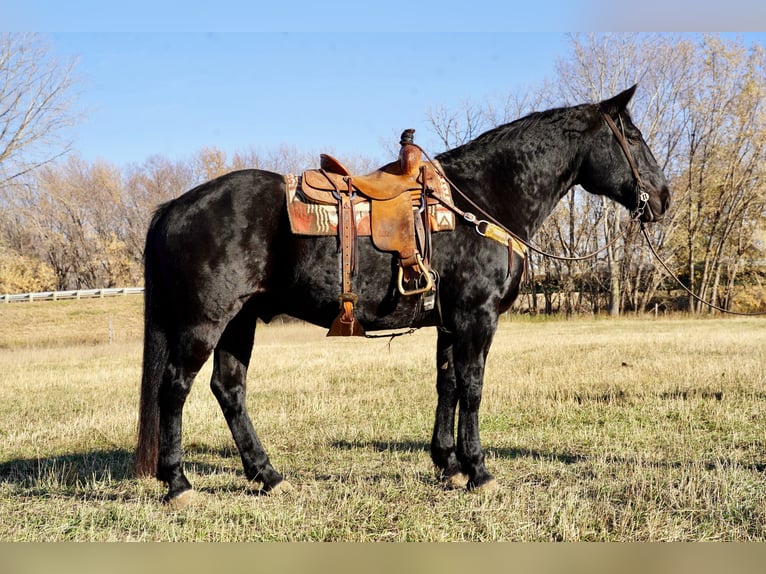 caballo de tiro Mestizo Caballo castrado 12 años 160 cm Negro in Valley Springs
