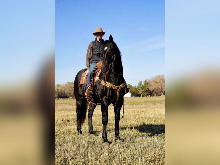 caballo de tiro Mestizo Caballo castrado 12 años 160 cm Negro in Valley Springs