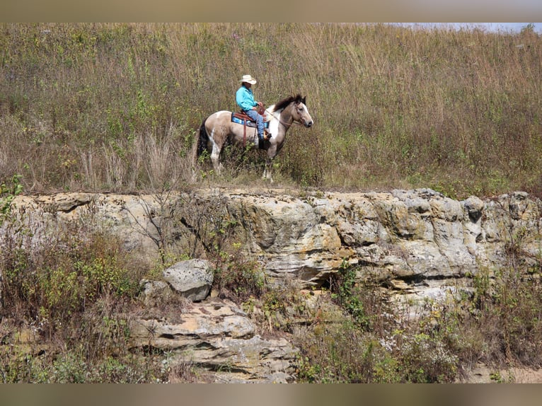 caballo de tiro Mestizo Caballo castrado 12 años 160 cm Tobiano-todas las-capas in Dodgeville, WI