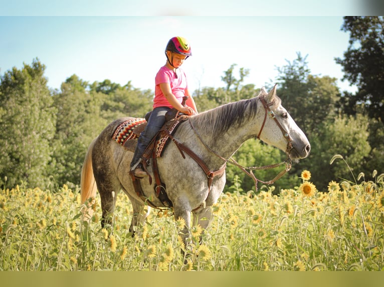 caballo de tiro Caballo castrado 12 años 160 cm Tordo rodado in Charlotte IA