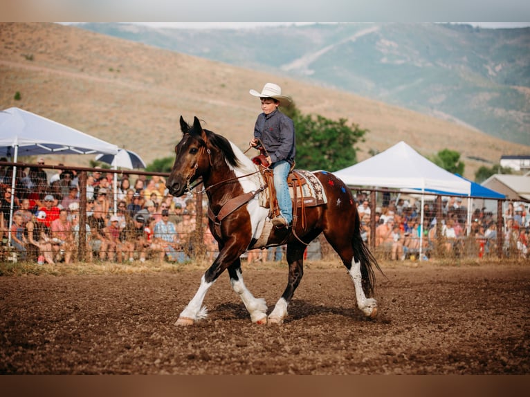 caballo de tiro Mestizo Caballo castrado 12 años 162 cm Tobiano-todas las-capas in Heber CityHeber