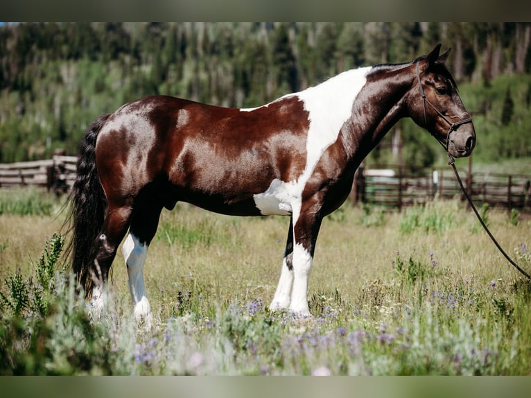 caballo de tiro Mestizo Caballo castrado 12 años 162 cm Tobiano-todas las-capas in Heber CityHeber