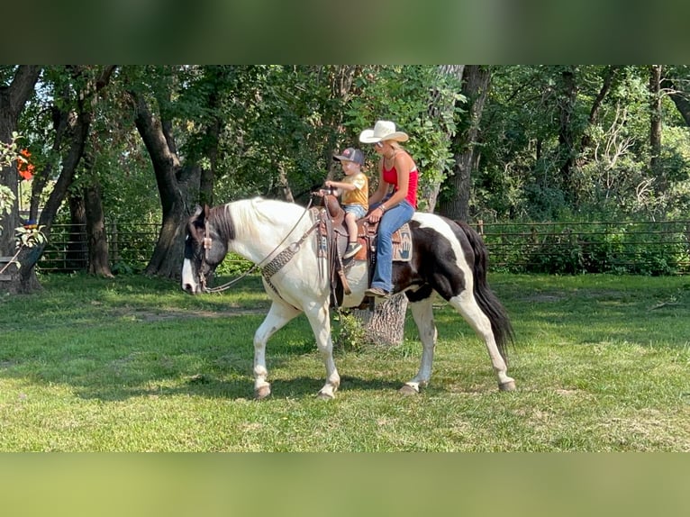 caballo de tiro Mestizo Caballo castrado 12 años 163 cm in Valley Springs, SD
