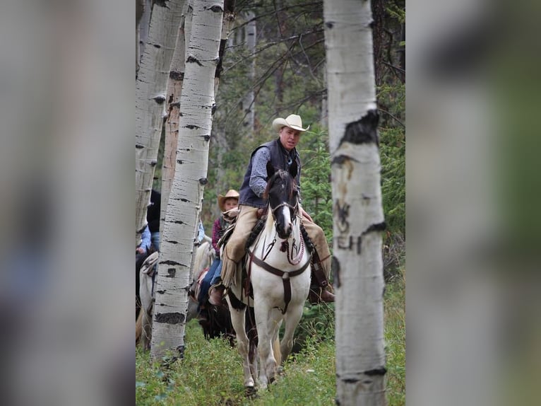 caballo de tiro Mestizo Caballo castrado 12 años 163 cm in Valley Springs, SD