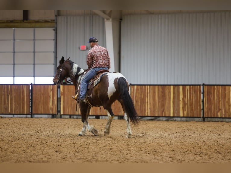 caballo de tiro Mestizo Caballo castrado 12 años 163 cm Pío in Ripley