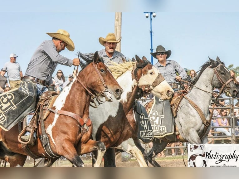 caballo de tiro Mestizo Caballo castrado 12 años 163 cm Pío in Ripley