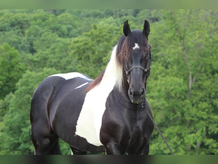 caballo de tiro Caballo castrado 12 años 168 cm in Millerstown, PA