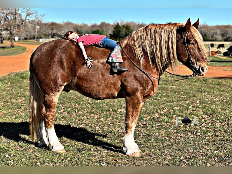 caballo de tiro Caballo castrado 12 años 178 cm Alazán rojizo in Breckenridge TX