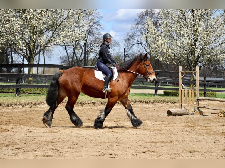 caballo de tiro Caballo castrado 12 años 178 cm Castaño rojizo in Highland, MI