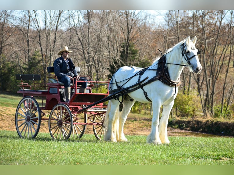 caballo de tiro Caballo castrado 12 años 183 cm White/Blanco in Ewing KY
