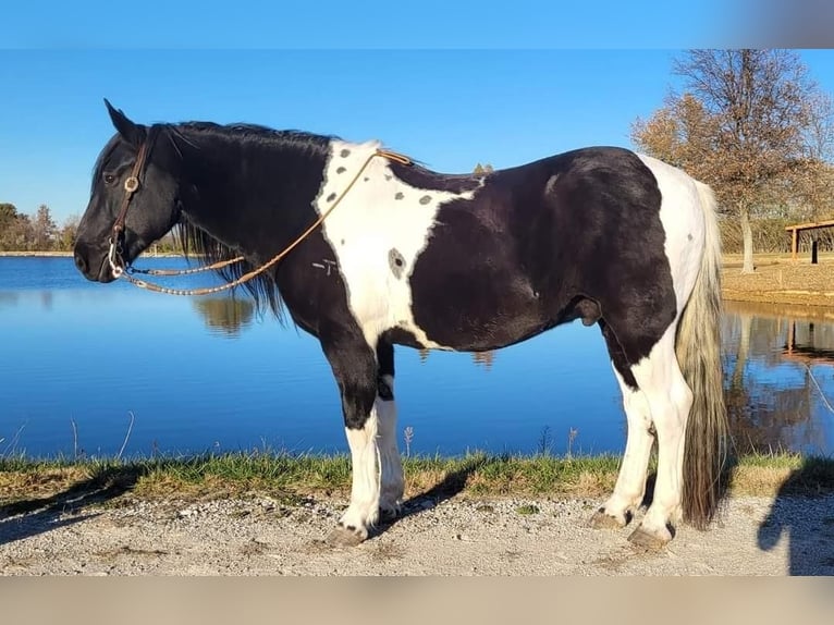 caballo de tiro Mestizo Caballo castrado 12 años in Robards, KY