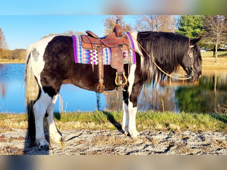 caballo de tiro Mestizo Caballo castrado 12 años in Robards, KY