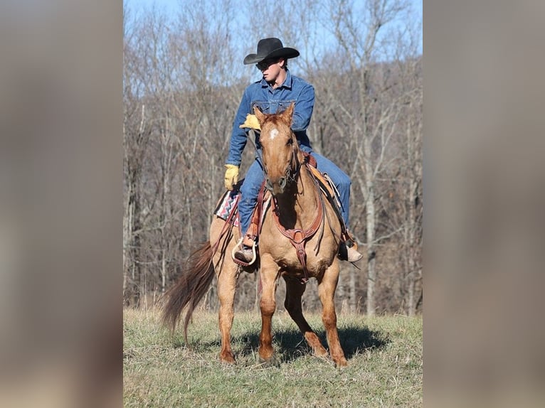 caballo de tiro Caballo castrado 13 años 155 cm Bayo in Brodhead KY