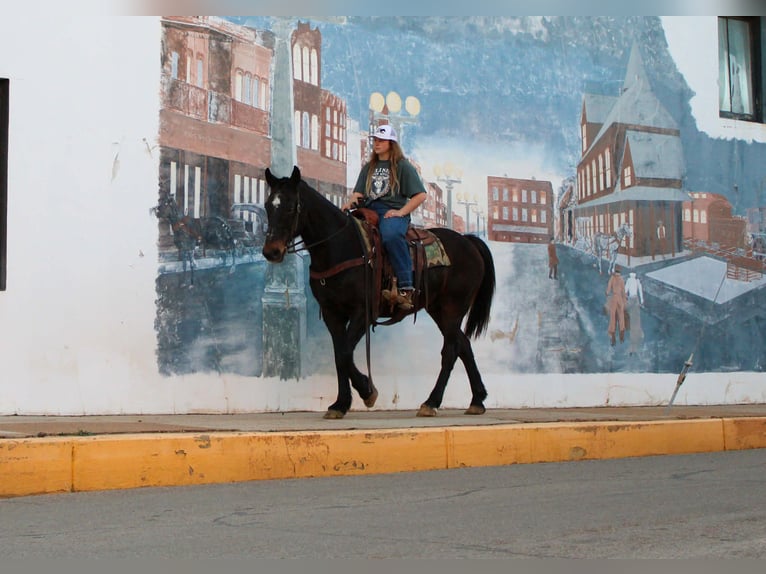 caballo de tiro Caballo castrado 13 años 155 cm Castaño rojizo in Cushing