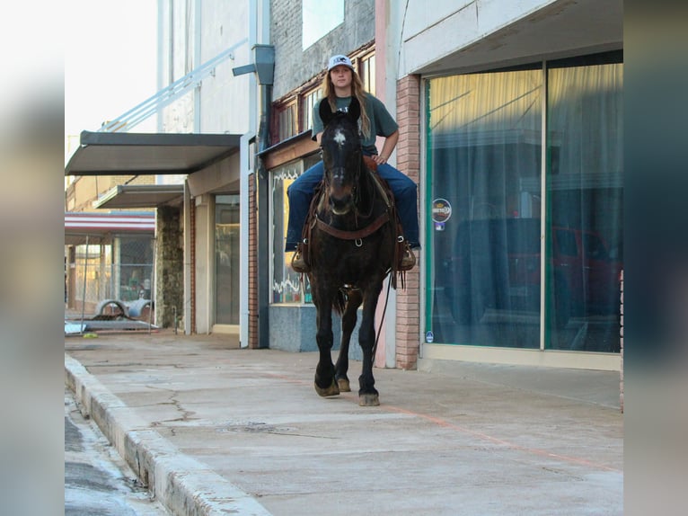 caballo de tiro Caballo castrado 13 años 155 cm Castaño rojizo in Cushing