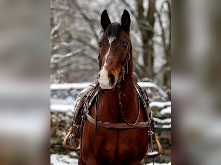 caballo de tiro Caballo castrado 13 años 155 cm Castaño rojizo in Everette PA
