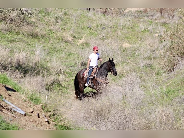 caballo de tiro Caballo castrado 13 años 155 cm Ruano azulado in Paicines CA