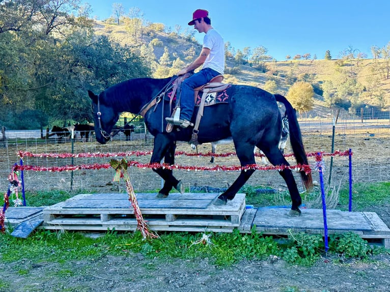 caballo de tiro Caballo castrado 13 años 155 cm Ruano azulado in Paicines CA