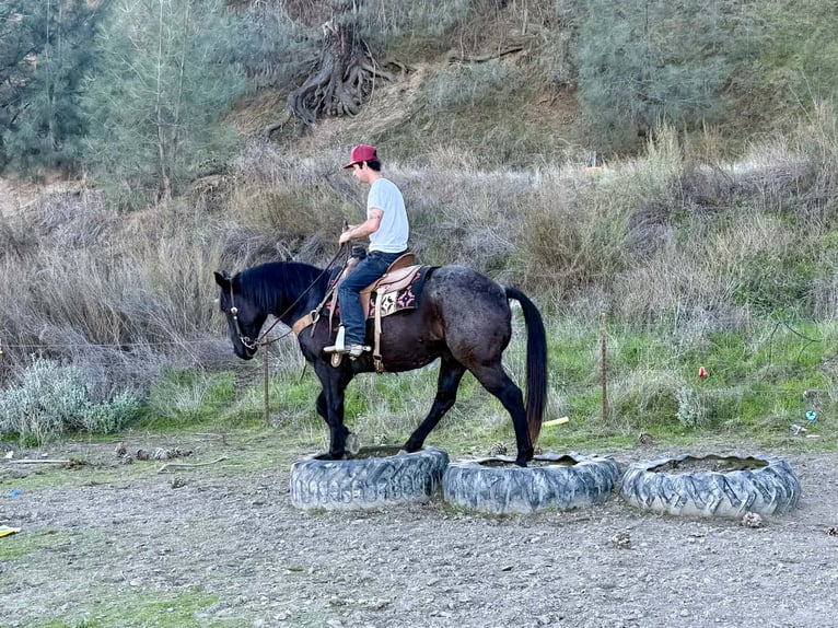 caballo de tiro Caballo castrado 13 años 155 cm Ruano azulado in Paicines CA
