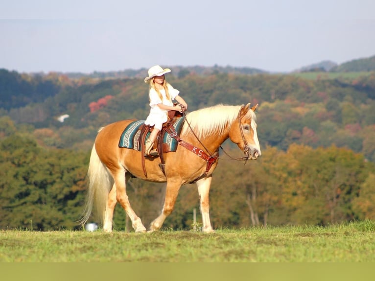caballo de tiro Mestizo Caballo castrado 13 años 157 cm Alazán rojizo in Brookville