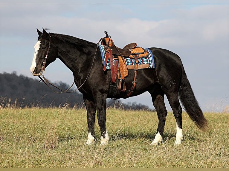 caballo de tiro Caballo castrado 13 años 160 cm Negro in Brodhead KY