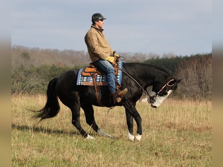 caballo de tiro Caballo castrado 13 años 160 cm Negro in Brodhead KY