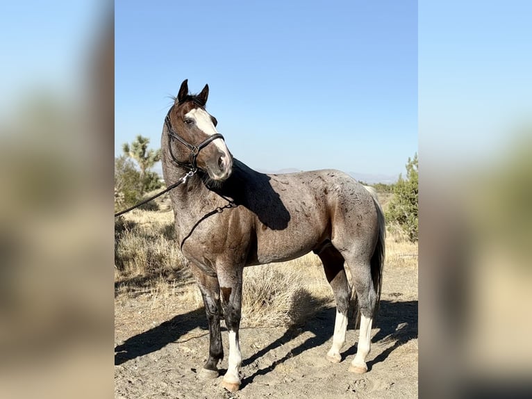caballo de tiro Mestizo Caballo castrado 13 años 163 cm Castaño-ruano in Phelan, CA
