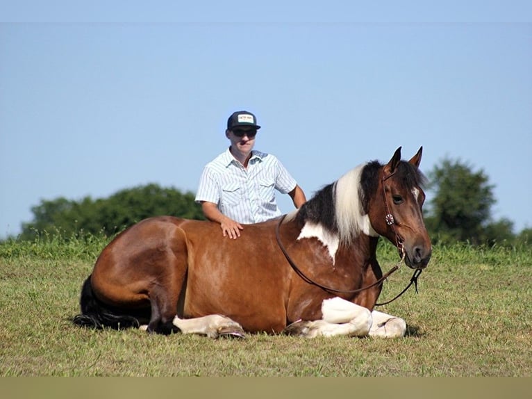 caballo de tiro Caballo castrado 13 años 165 cm Tobiano-todas las-capas in Whitley city KY