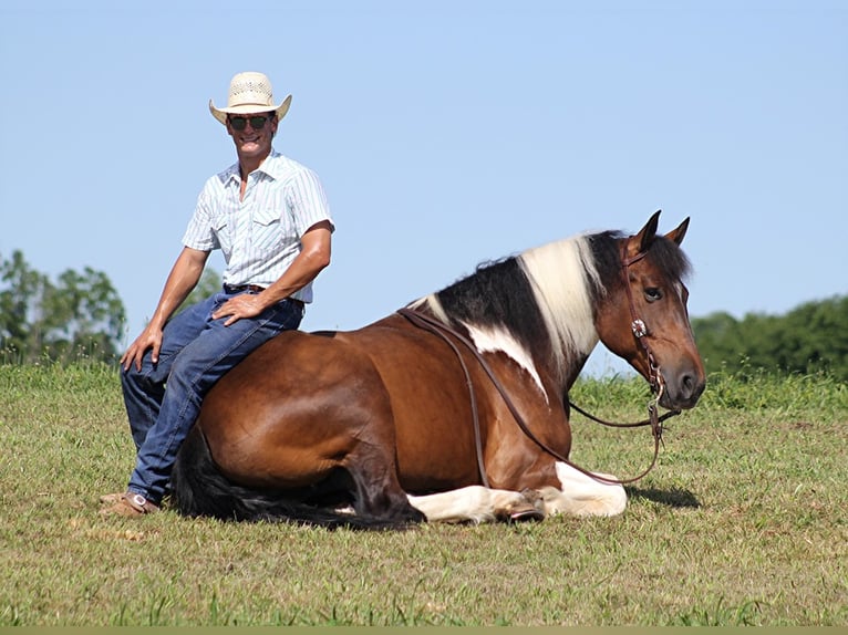 caballo de tiro Caballo castrado 13 años 165 cm Tobiano-todas las-capas in Mount Vernon KY