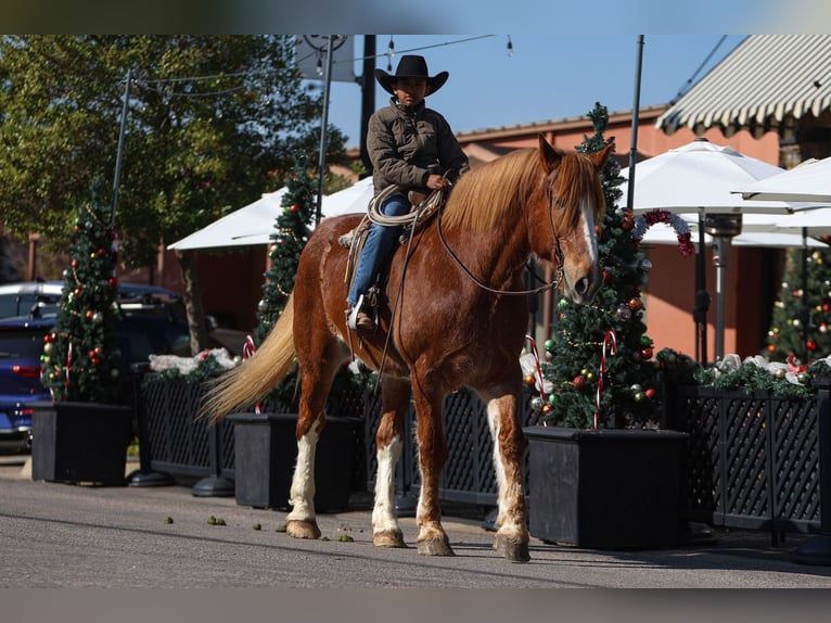 caballo de tiro Caballo castrado 13 años 168 cm Alazán rojizo in El Paso, TX