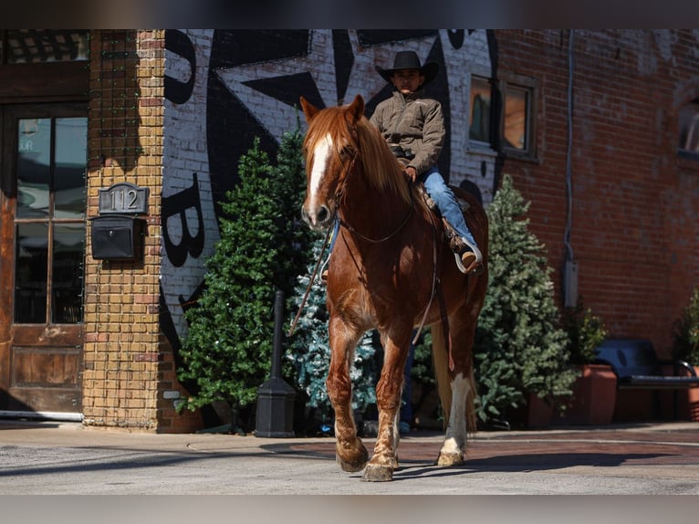 caballo de tiro Caballo castrado 13 años 168 cm Alazán rojizo in El Paso, TX