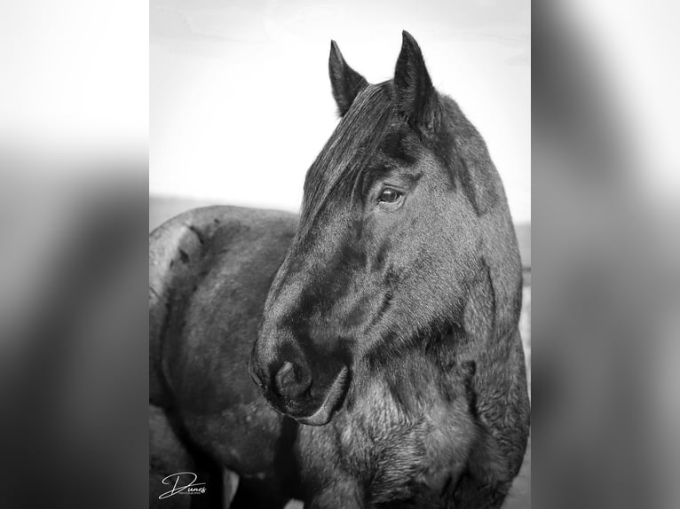 caballo de tiro Caballo castrado 13 años 173 cm Ruano azulado in Thedford, NE