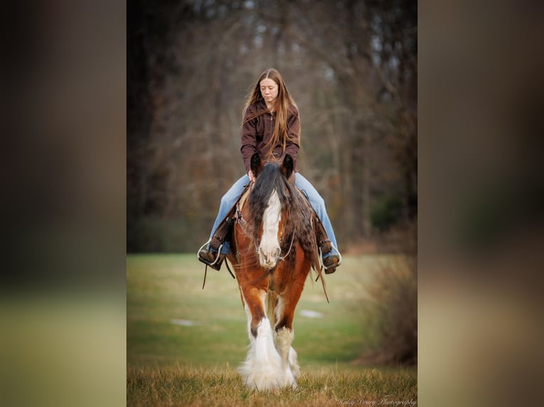 caballo de tiro Caballo castrado 13 años 175 cm Castaño-ruano in Auburn KY