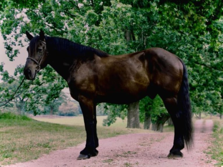 caballo de tiro Caballo castrado 13 años 175 cm Negro in Highland Mi