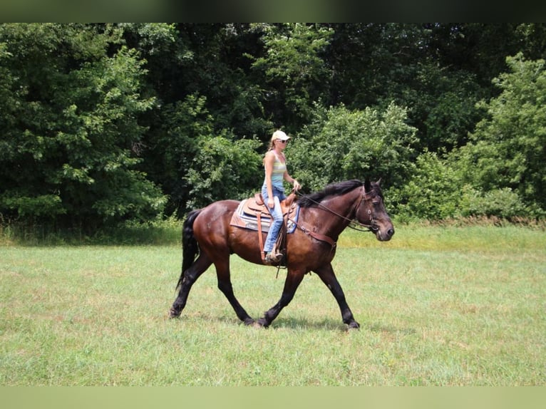 caballo de tiro Caballo castrado 13 años 175 cm Negro in Highland Mi